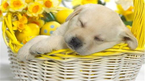 狗狗可以吃甜宝瓜嘛视频