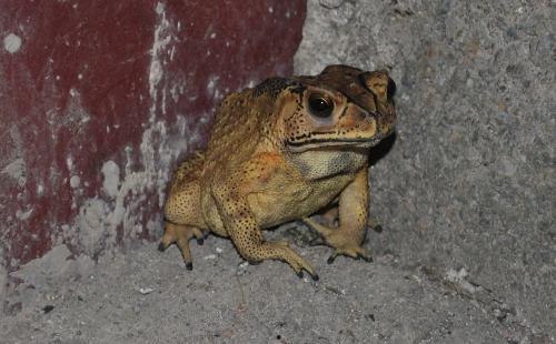 喷水蛙吃瓜视频大全下载,趣味横生的欢乐时光回顾