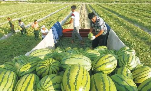 锦江之星吃瓜视频,揭秘酒店内部惊人一幕