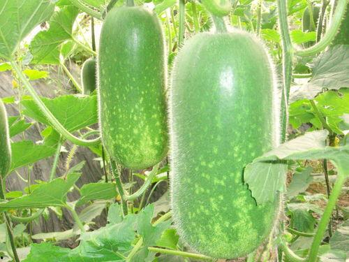 吃瓜人身攻击视频大全,吃瓜人身攻击视频大盘点