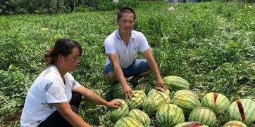 蓝田吃瓜事件视频播放时间,视频播放时间揭秘，真相背后引人深思