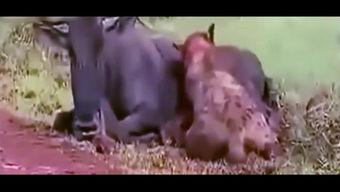 吃瓜群众小狮子视频在线观看