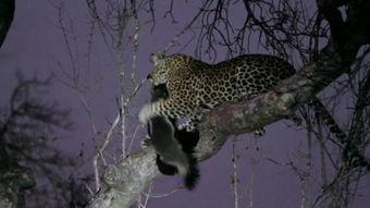 豹子吃哈密瓜视频