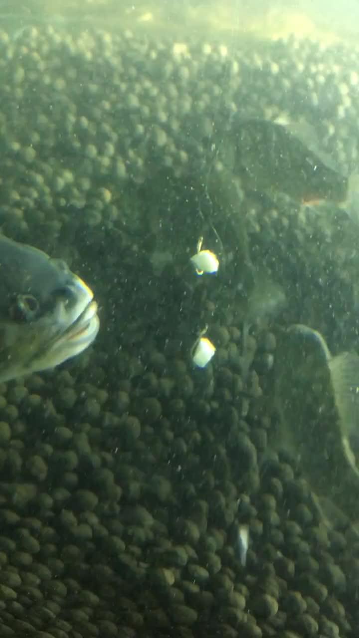 面瓜鱼水下吃饵视频播放,揭秘神秘水下猎手捕食技巧