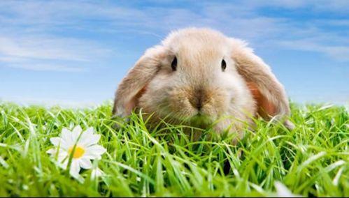 小兔吃瓜科普视频,揭秘瓜类植物的神奇世界