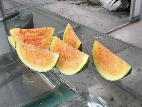 厦门农村吃瓜视频