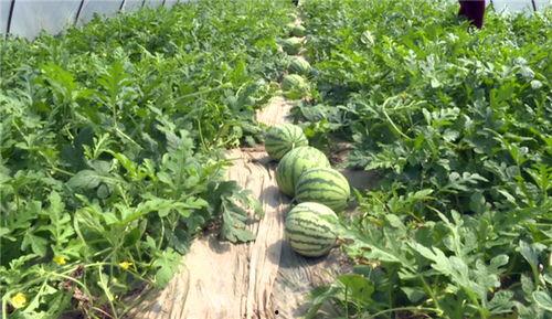 近期汾阳吃瓜事件视频,一场网络热议的乡村奇观揭秘