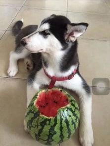 二哈主人吃瓜视频大全,欢乐逗趣瞬间大盘点