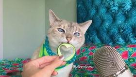 蛇瓜可以给猫咪吃吗视频,蛇瓜是否适合猫咪食用？视频解析