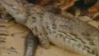 鳄鱼吃瓜的视频,瓜果盛宴成视觉盛宴