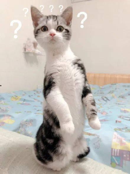 猫猫吃瓜视频,猫猫吃瓜视频萌态十足