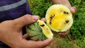 吃瓜的小西瓜菠萝视频,揭秘娱乐圈幕后故事