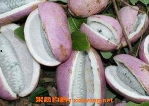 老太太吃八月瓜的样子视频,老太太的吃瓜瞬间